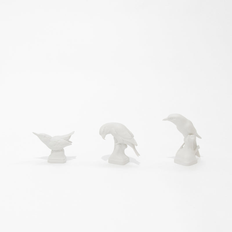birds