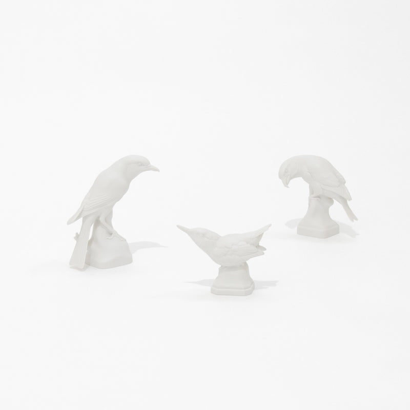 birds