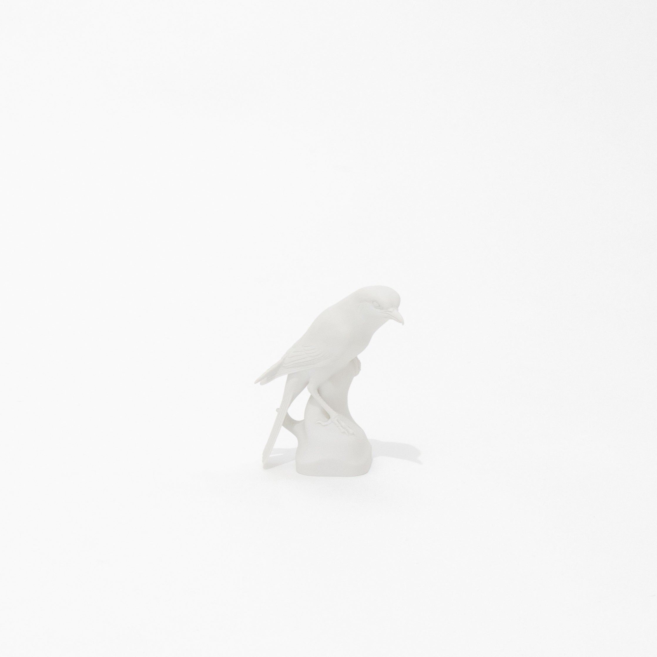 birds – YAECAYA