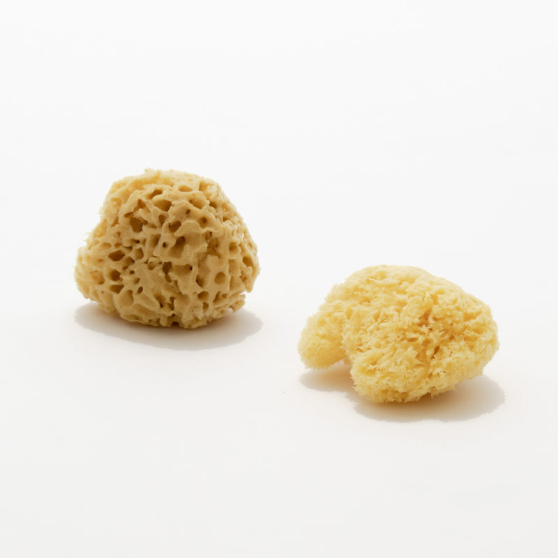 sponge