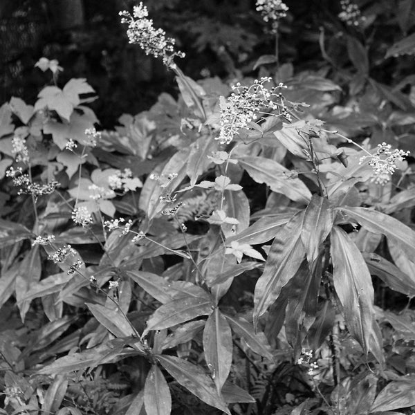 scenery_bud